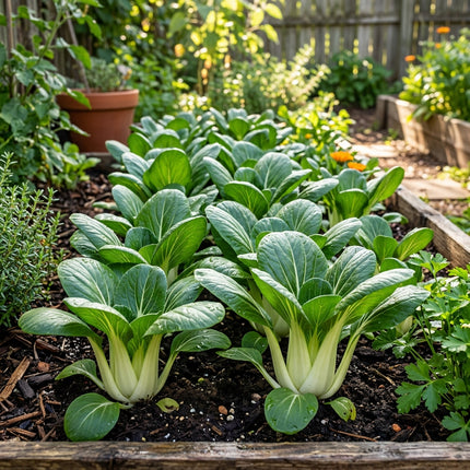 1000 Cream Baby Bok Choy Seeds for Planting - Sweet, Tender & Fast Growing Asian Greens for Home Garden - Heirloom Nai You Bok Choy