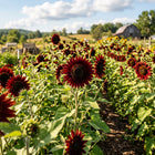 Velvet Queen Cut-Flower Sunflower Seeds - 100 Seeds