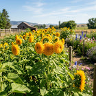 Teddy Bear Sunflower Seeds - 100 Seeds