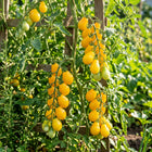 Yellow Pear Tomato Seeds - 100 Seeds