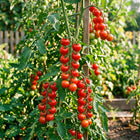 Cocktail Tomato Seeds - 100 Seeds