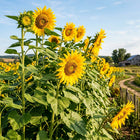 Giant Mammoth Russian Sunflower Seeds - 100 Seeds