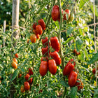San Marzano Tomato Seeds - 100 Seeds