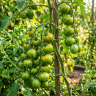 Green Zebra Tomato Seeds - 100 Seeds