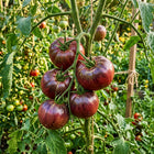 Black Krim Tomato Seeds - 100 Seeds