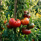 Heirloom Tomato Seeds - 100+ Seeds