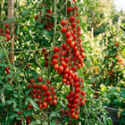 Grape Tomato Seeds - 100 Seeds