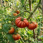 Beefsteak Tomato Seeds - 100 Seeds
