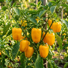 Yellow Bell Pepper Seeds - 50 Seeds