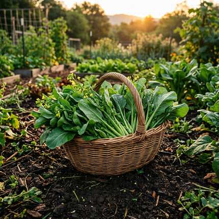 1000 Heirloom Choy Sum Seeds (Chinese Flowering Cabbage) - Fast Growing & High Yielding Asian Greens for Home Garden