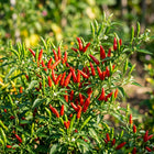 Thai Bird's Eye Chili Seeds - 50 Seeds