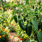 Jalapeño Pepper Seeds - 50 Seeds
