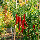 Cayenne Pepper Seeds - 50 Seeds