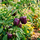 Purple Beauty Bell Pepper Seeds - 50 Seeds