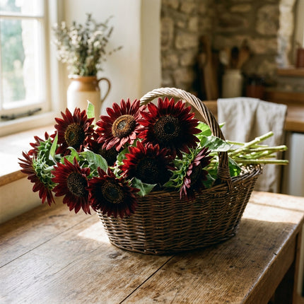 100 Velvet Queen Sunflower Seeds for Planting - Deep Chocolate & Burgundy Red Sunflowers - Striking Cut Blooms for Garden