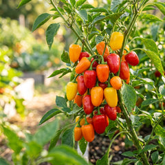 Collection image for: Pepper Seeds