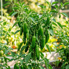 Serrano Pepper Seeds - 50 Seeds