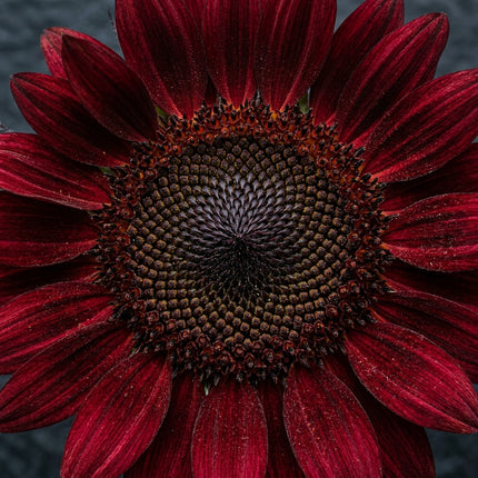 100 Velvet Queen Sunflower Seeds for Planting - Deep Chocolate & Burgundy Red Sunflowers - Striking Cut Blooms for Garden
