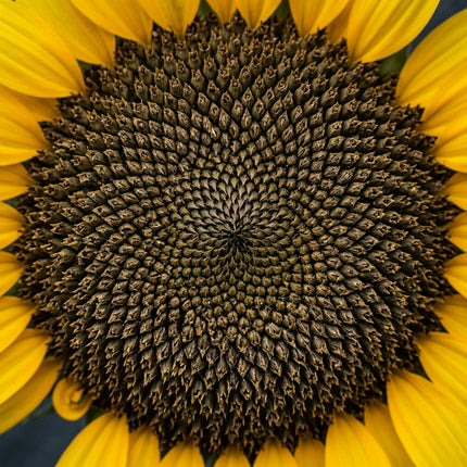 100 Giant Mammoth Russian Sunflower Seeds for Planting - Massive Heirloom Yellow Sunflowers for Home Garden - Reach 12+ Feet Tall