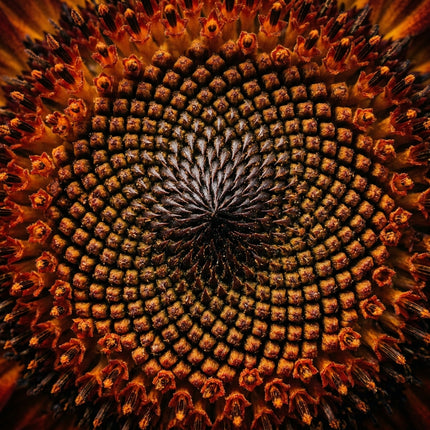 100 Autumn Beauty Sunflower Seeds for Planting - Vibrant Red, Orange & Bronze Sunflowers for Home Garden - Heirloom Branching Value