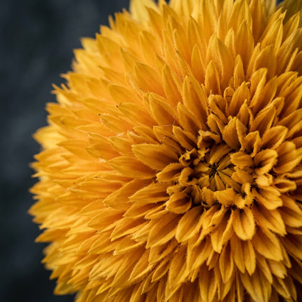 100 Teddy Bear Sunflower Seeds for Planting - Fluffy Double Blooms & Dwarf Golden Sunflowers - Perfect for Containers