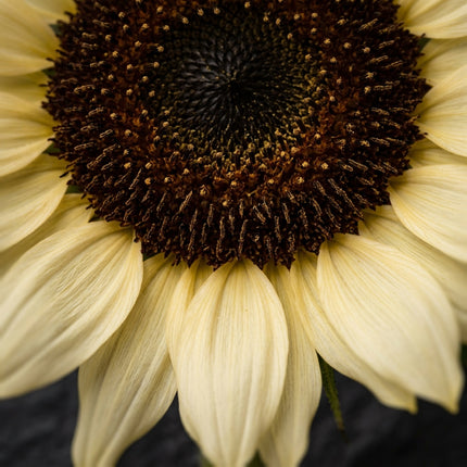 100 Vanilla Ice Sunflower Seeds for Planting - Pale Lemon & Creamy White Blooms - Elegant Branching Flowers for Home Garden