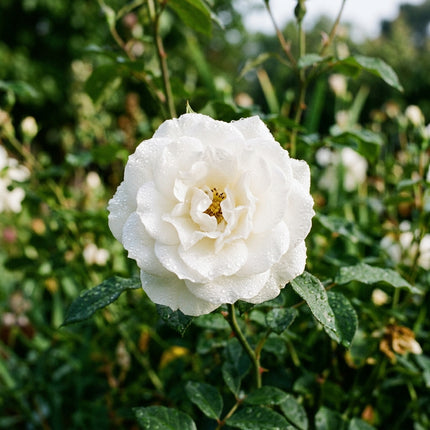50 Premium Iceberg White Rose Seeds - Beautiful Garden Flowers for Planting