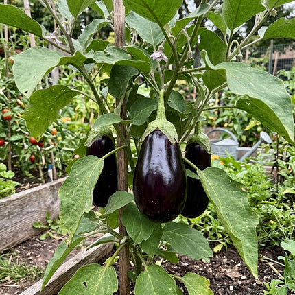 320 Black Beauty Eggplant Seeds - Classic Purple Heirloom Vegetable Seeds