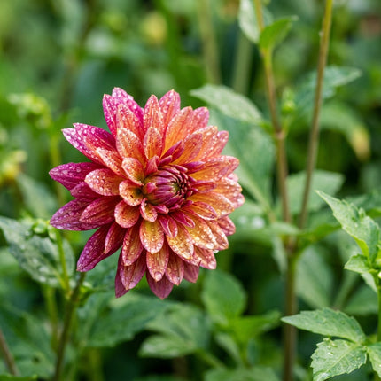 50 Premium Mixed Color Chrysanthemum Seeds - Beautiful Garden Flowers for Planting