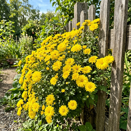 50 Premium Yellow Chrysanthemum Seeds - Beautiful Garden Flowers for Planting