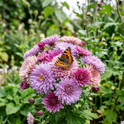 600 Dreamy Pink Purple Chrysanthemum Mix Seeds for Planting - Premium Heirloom Dreamy Pink Purple Chrysanthemum Mix Seeds for Home Garden Blooms