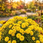 Premium Yellow Chrysanthemum Seeds - 50 Seeds