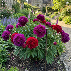 Royal Purple Red Mixed Peony Seeds - 50 Seeds