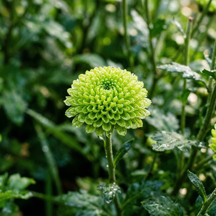 50 Premium Green Chrysanthemum Seeds - Beautiful Garden Flowers for Planting