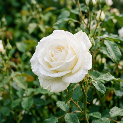 50 Premium White Rose Seeds - Beautiful Garden Flowers for Planting
