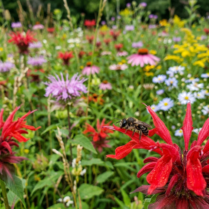 300 Hummingbird Wildflower Mix Seeds - Premium Bulk Seed Blend for Easy Outdoor Garden Landscapes