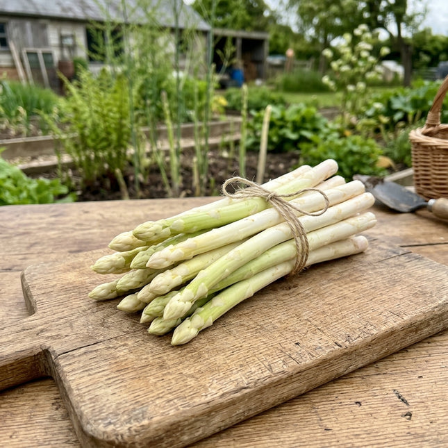 Precoce D'Argenteuil Asparagus Seeds - 110 Seeds