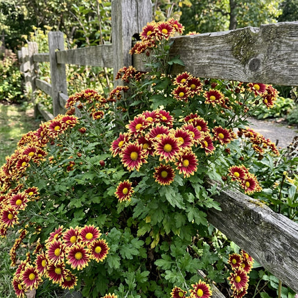 50 Premium Bicolor Chrysanthemum Seeds - Beautiful Garden Flowers for Planting