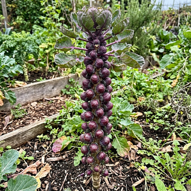 Red Rubine Brussels Sprouts Seeds - 110 Seeds