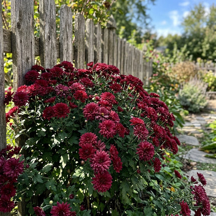 50 Premium Maroon Chrysanthemum Seeds - Beautiful Garden Flowers for Planting