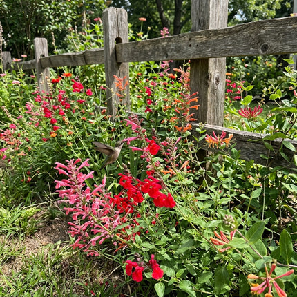 300 Hummingbird Wildflower Mix Seeds - Premium Bulk Seed Blend for Easy Outdoor Garden Landscapes