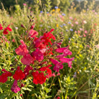 Hummingbird Wildflower Mix - 300 Seeds