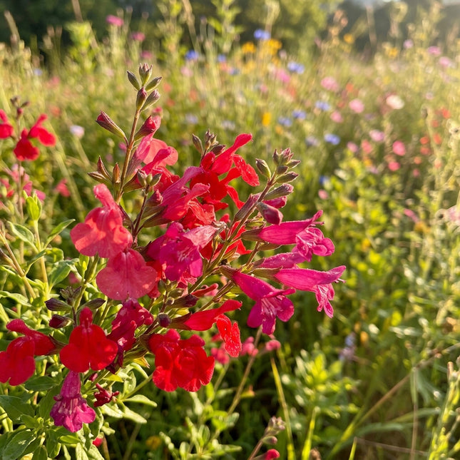 300 Hummingbird Wildflower Mix Seeds - Premium Bulk Seed Blend for Easy Outdoor Garden Landscapes