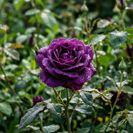 50 Premium Purple Rose Seeds - Beautiful Garden Flowers for Planting