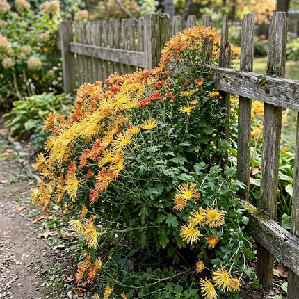 50 Premium Brush Chrysanthemum Seeds - Beautiful Garden Flowers for Planting