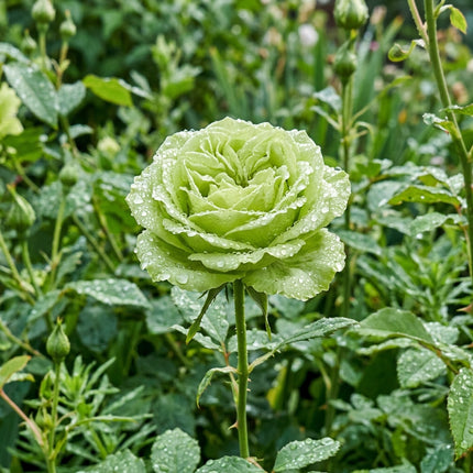 50 Premium Green Rose Seeds - Beautiful Garden Flowers for Planting