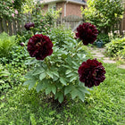 Black Peony Seeds - 50 Seeds