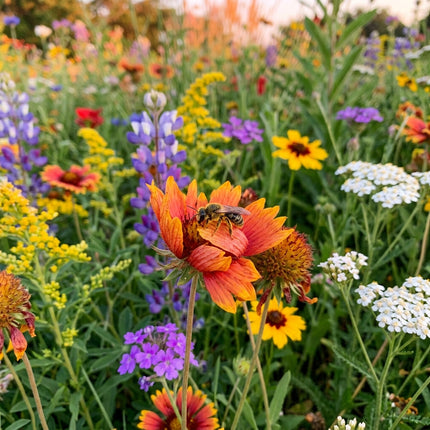 300 Drought Tolerant Wildflower Mix Seeds - Premium Bulk Seed Blend for Easy Outdoor Garden Landscapes
