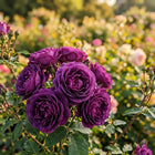 Premium Purple Rose Seeds - 50 Seeds