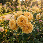 Premium Vintage Yellow Rose Seeds - 50 Seeds